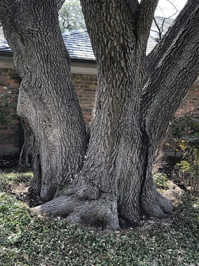 Mature heritage tree close to a Saint Jo property cared for by certified arborists